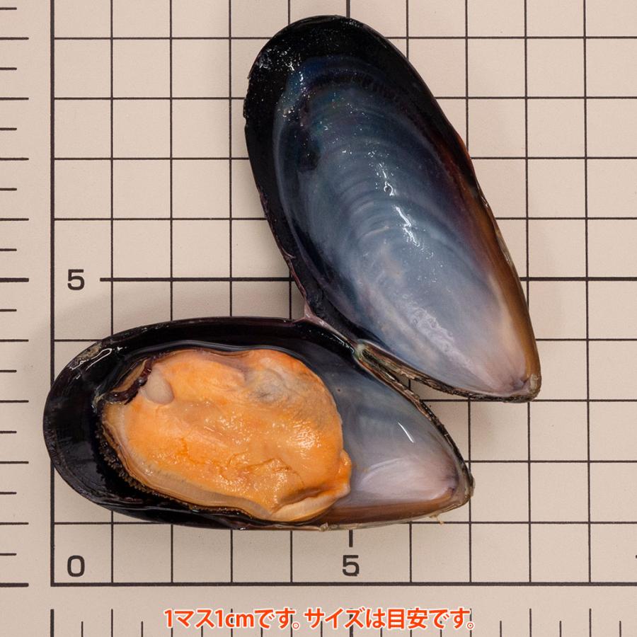 ボイル殻付ムール貝「インパクト(中サイズ)」20〜25粒入り 500g