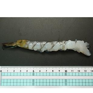 えびしお 4983237603502_1_4983237603502_