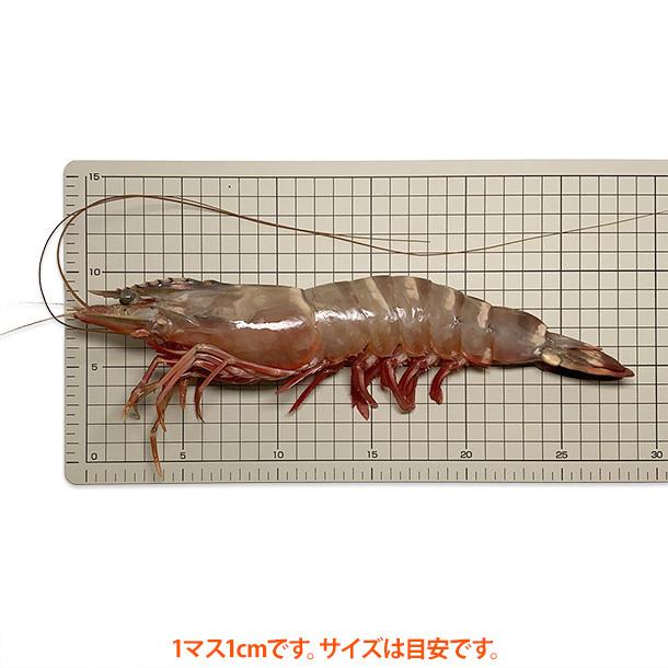 特大 スーパー ジャンボ有頭シータイガー海老 約190g 尾 2尾真空パック 6 特正 通販 Yahoo ショッピング