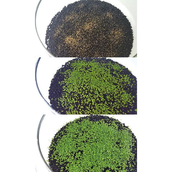 育てる水草の種 グリーンカーペット＆ロック｜tokutokutokiwa｜04