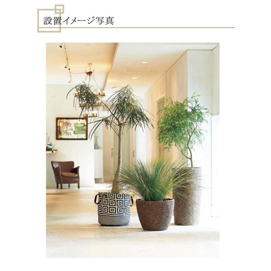 RENATA PLANTCOVER S（レナータ プラントカバー S）/アスプルンド社プラントカバー※屋内用（屋外使用不可）の画像