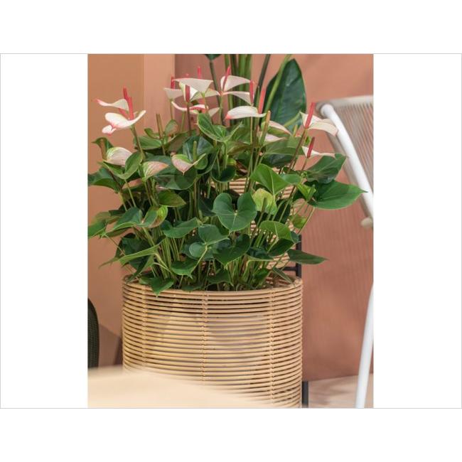 VINCENT SHEPPARD（ヴィンセント シェパード）シリーズ/VIVI PLANT STAND M（ヴィヴィ プラント スタンド M）｜プラントカバー 鉢カバー ASPLUND社日本総代理店の画像
