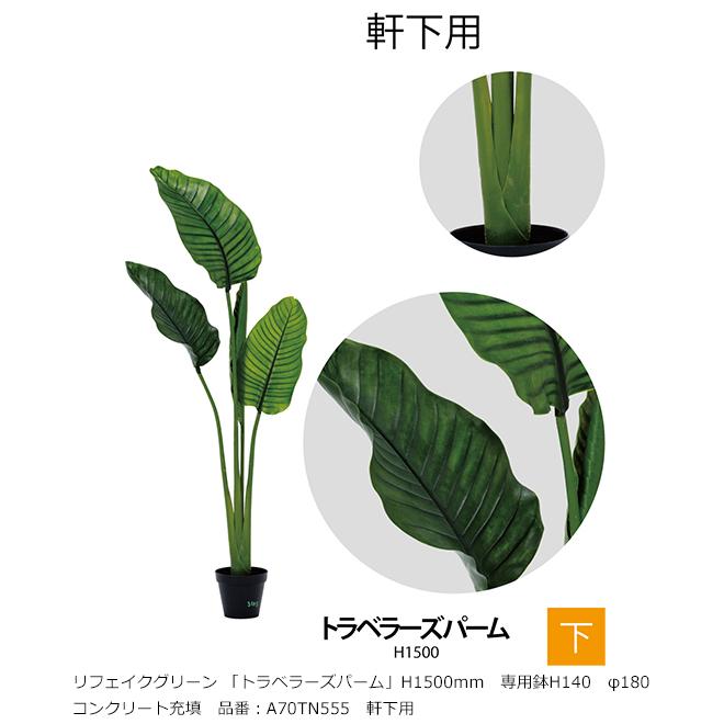 リフェイクグリーン 「トラベラーズパーム」H1500mm 専用鉢H140
