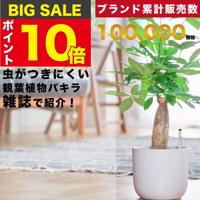 販売実績10,000個突破】 パキラ 大型 観葉植物 本物 東京寿園 土を使わ