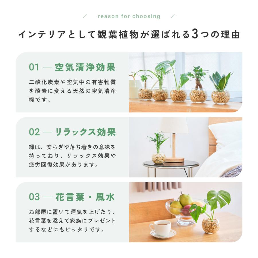 販売実績10,000個突破】 観葉植物 選べる2点 セット 本物 ミニ 東京寿
