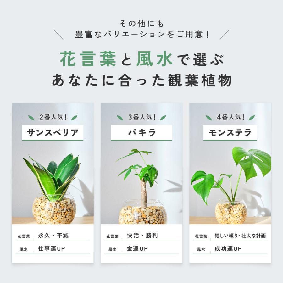 mf✳︎　観葉植物2点おまとめ 販売実績10,000個突破】 観葉植物 選べる2点 セット 本物 ミニ 東京寿