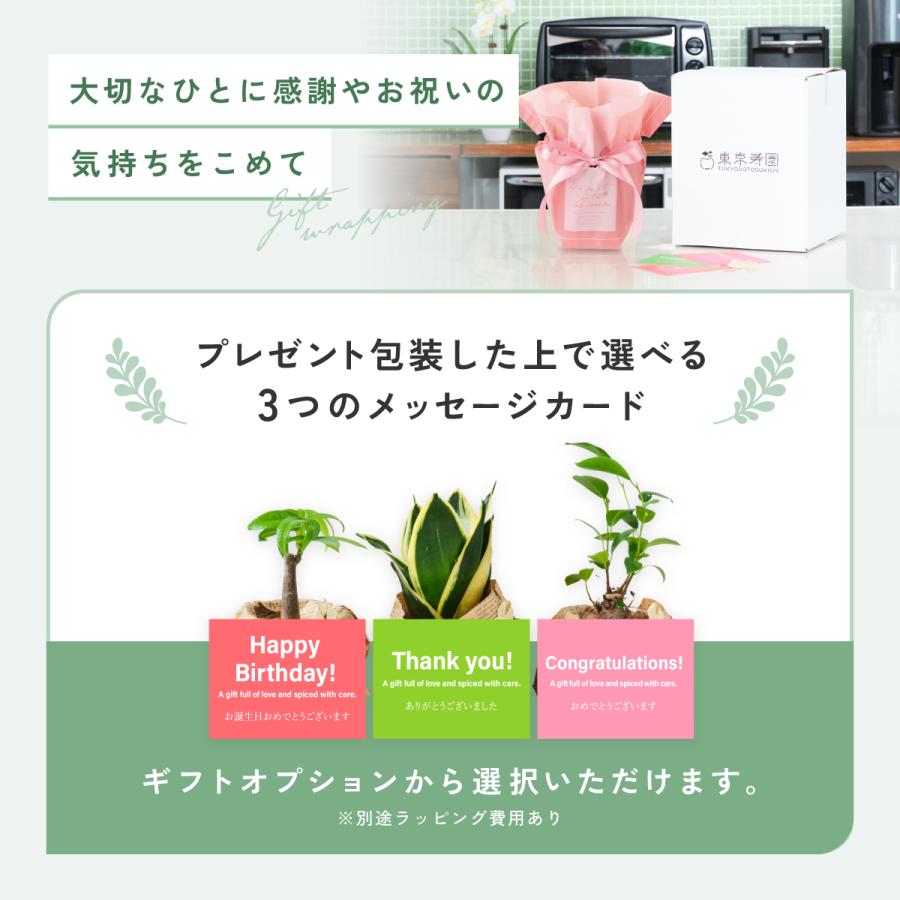 販売実績10,000個突破】 観葉植物 選べる2点 セット 本物 ミニ 東京寿