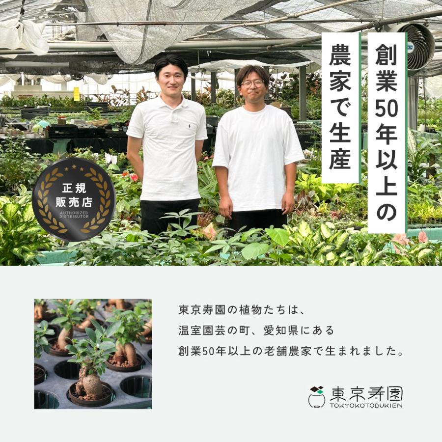 mf✳︎　観葉植物2点おまとめ 販売実績10,000個突破】 観葉植物 選べる2点 セット 本物 ミニ 東京寿