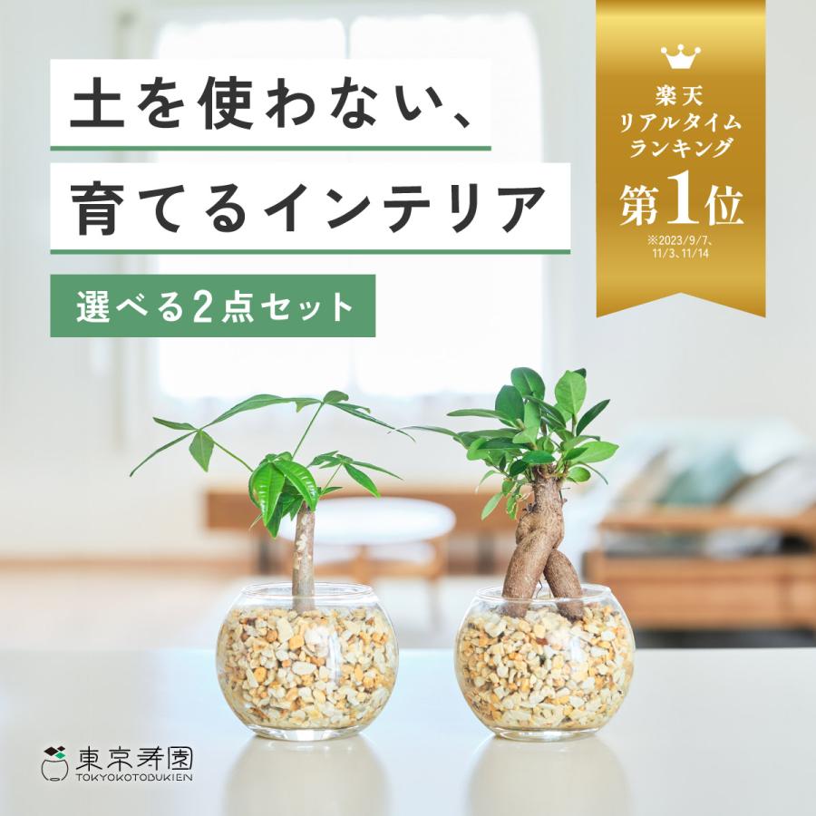 販売実績10,000個突破】 観葉植物 選べる2点 セット 本物 ミニ 東京寿