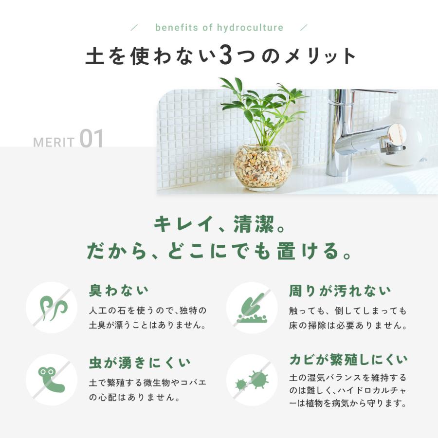 販売実績10,000個突破】 観葉植物 選べる2点 セット 本物 ミニ 東京寿