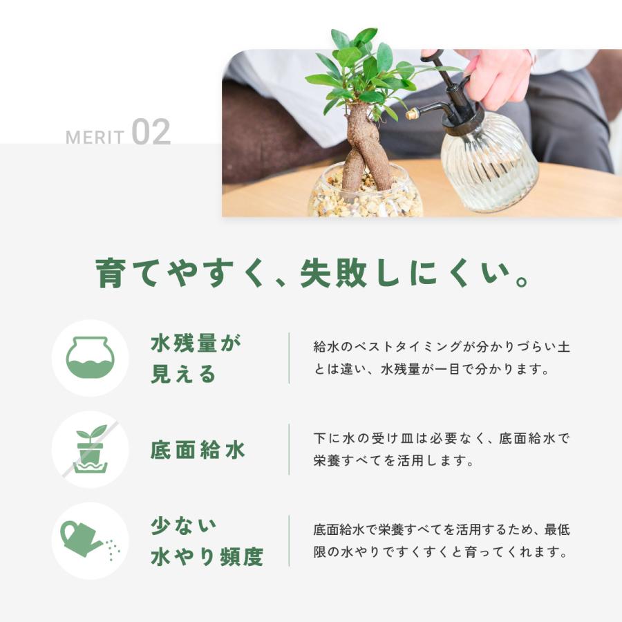 販売実績10,000個突破】 観葉植物 選べる2点 セット 本物 ミニ 東京寿