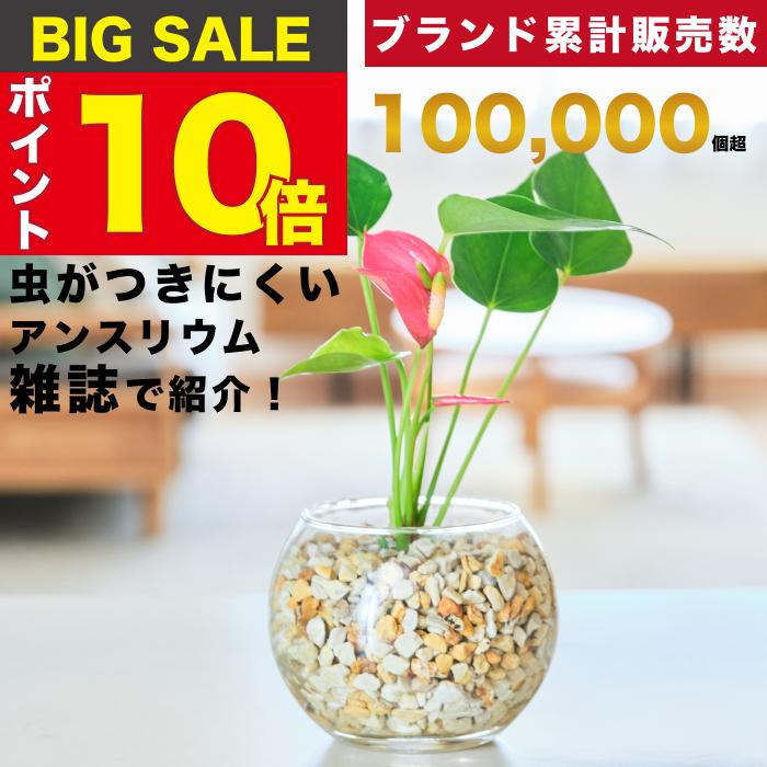 【販売実績10,000個突破】 アンスリウム 観葉植物 本物 ミニ 東京寿園 土を使わない ミニ観葉植物 小さい 室内 育てやすい ハイドロカルチャー（Yahoo!・東京寿園）