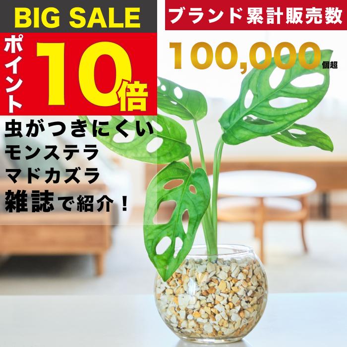 販売実績10,000個突破】 マドカズラ 観葉植物 本物 ミニ 東京寿園 土を