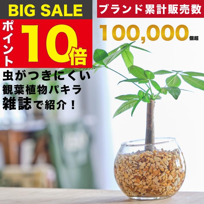 販売実績10,000個突破】 パキラ 金のなる木 観葉植物 本物 ミニ 東京寿