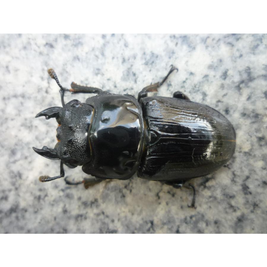 春ブリOK】G-LINE ♂73．0mm ♀47．0mm ペア 国産 