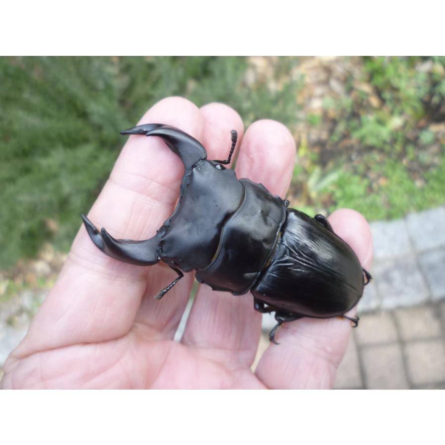 春ブリOK】G-LINE ♂69．0mm ♀45．0mm ペア 国産 