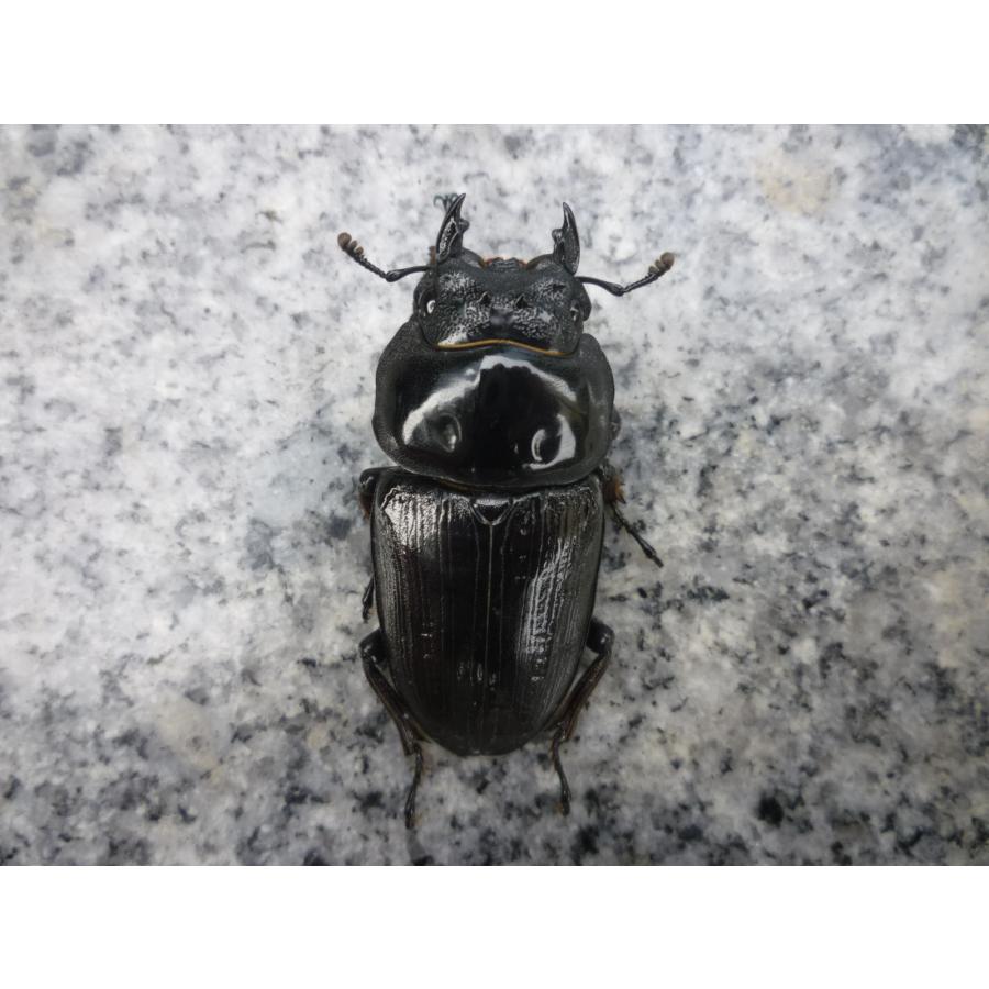NEW】G-LINE ♀52．0mm 単品 国産オオクワガタ 阿古谷産