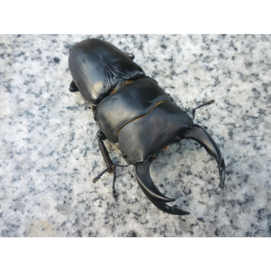 NEW】久留米産 ♂75．0mm ♀49．0mm ペア 国産オオクワガタ 