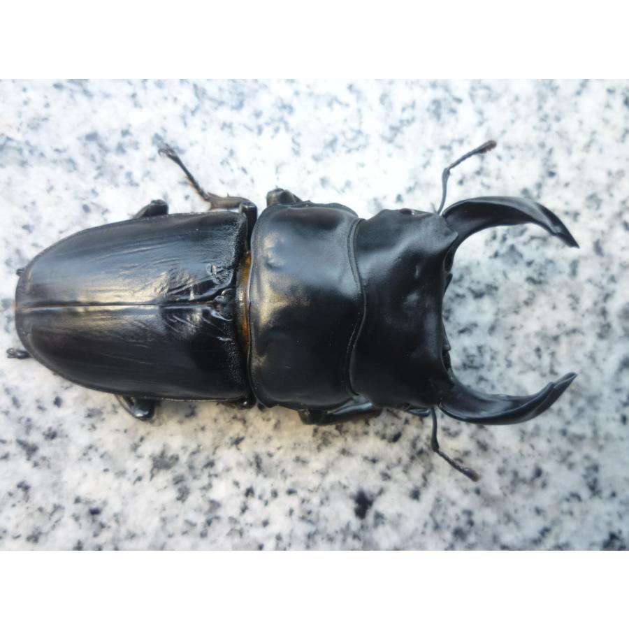 NEW】久留米産 ♂79．5mm ♀52．5mm ペア 国産オオクワガタ