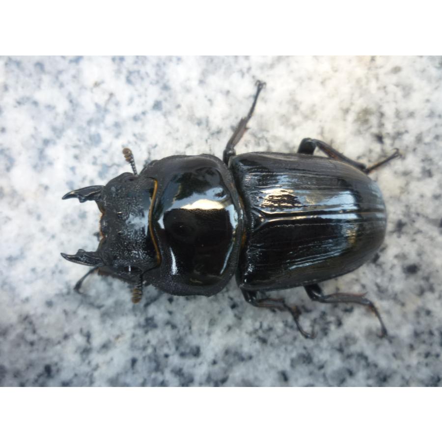 NEW】久留米産 ♂79．5mm ♀52．5mm ペア 国産