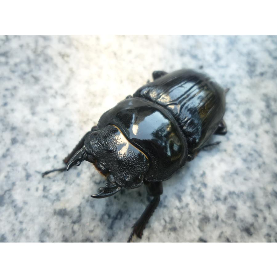 NEW】久留米産 ♂79．5mm ♀52．5mm ペア 国産