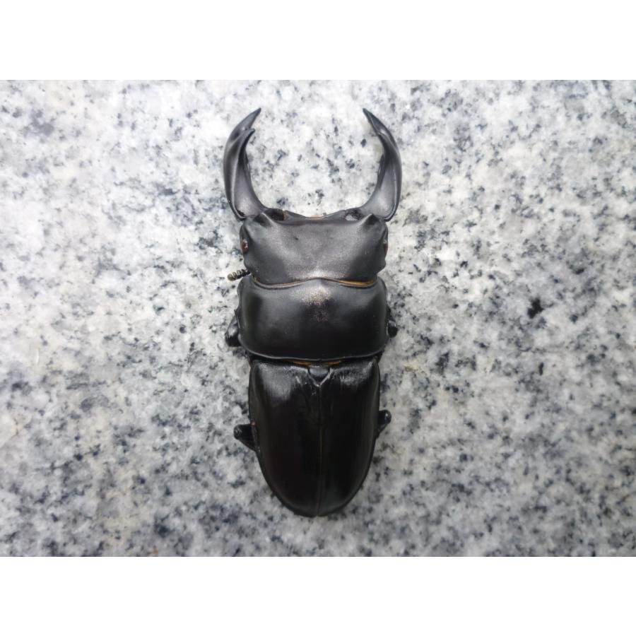 国産オオクワガタ♂♀ペア　標本 国産オオクワガタ♂♀ペア 標本 - メルカリ