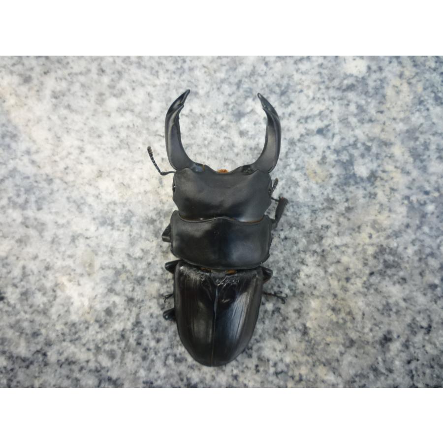 訳あり】能勢産 YG ♂85．5mm 種あり確認済み 国産オオクワガタ