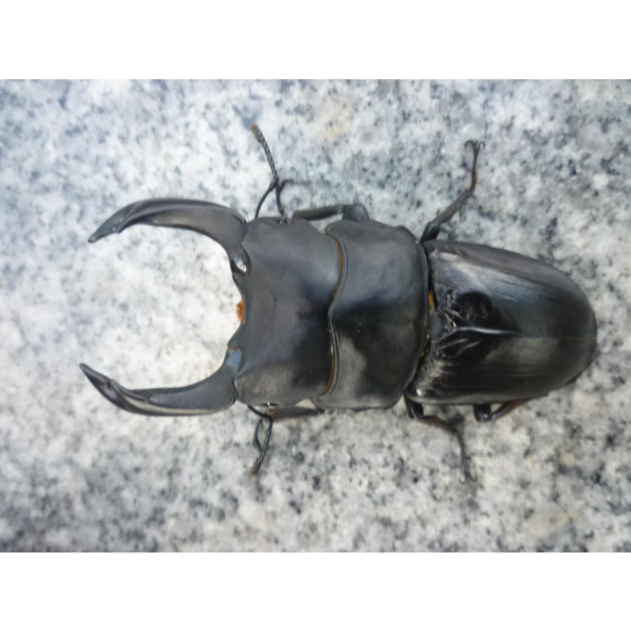 訳あり】能勢産 YG ♂85．5mm 種あり確認済み 国産オオクワガタ