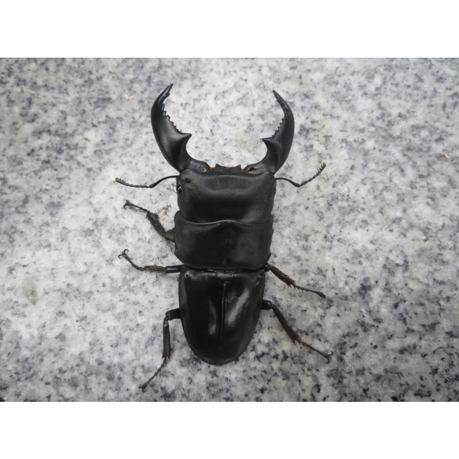 スマトラオオヒラタクワガタ ペア ♂79．5 ♀45．0 アチェ産 新 