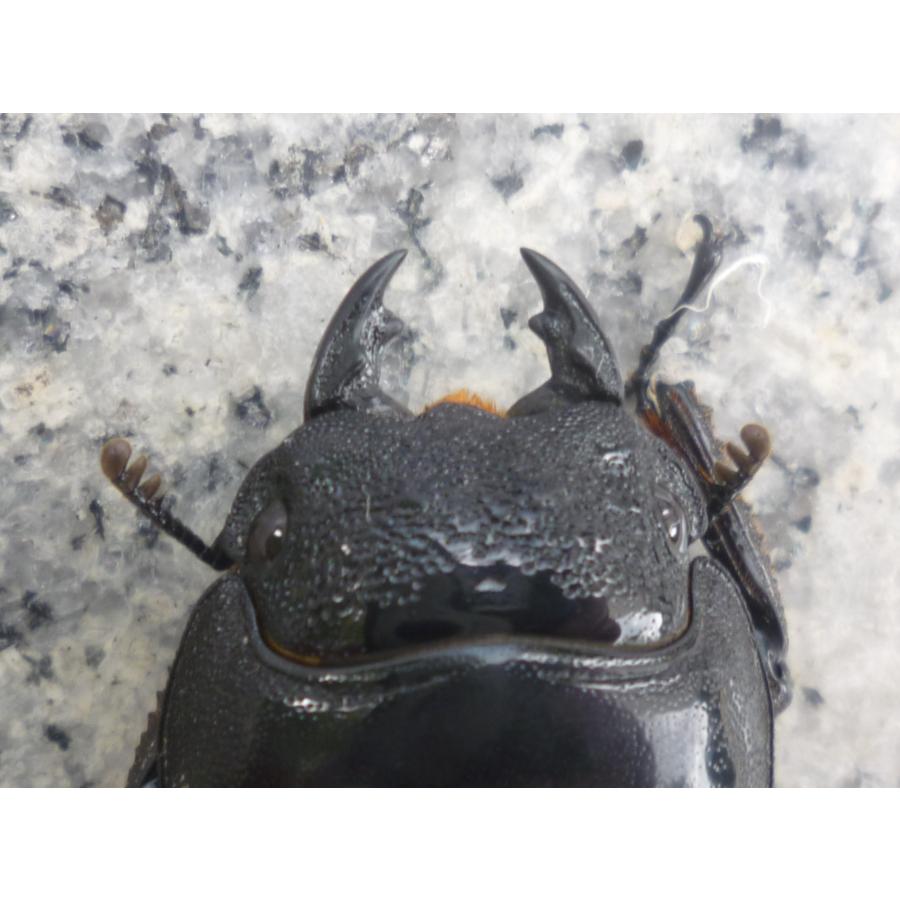 スマトラオオヒラタクワガタ ペア ♂79．5 ♀45．0 アチェ産 新 