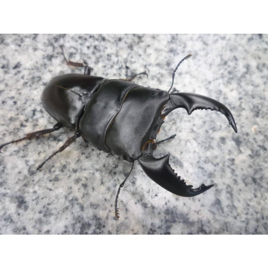 スマトラオオヒラタクワガタ ペア ♂79．5 ♀45．0 アチェ産 新 