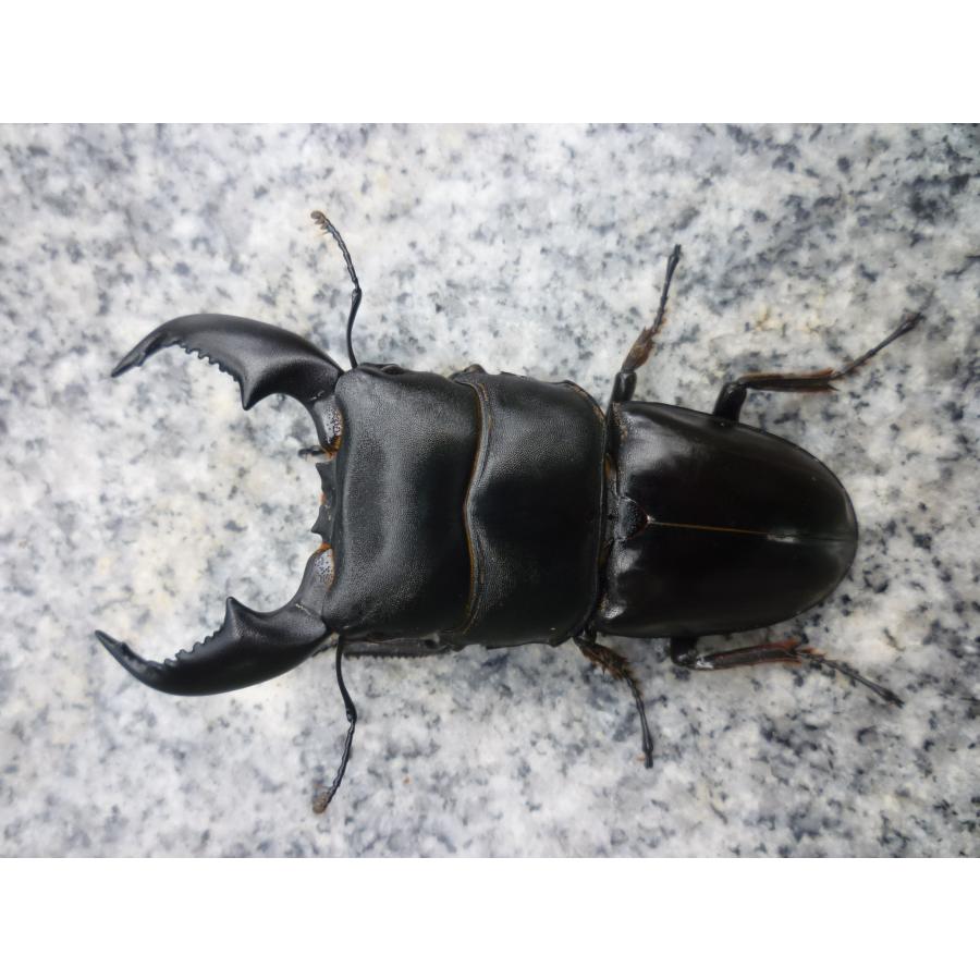 スマトラオオヒラタクワガタ ペア ♂79．5 ♀45．0 アチェ産 新 