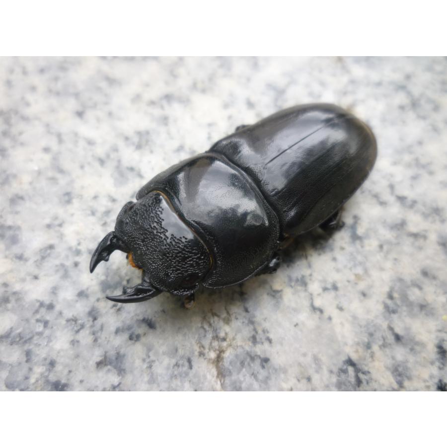 スマトラオオヒラタクワガタ ペア ♂79．5 ♀45．0 アチェ産 新 