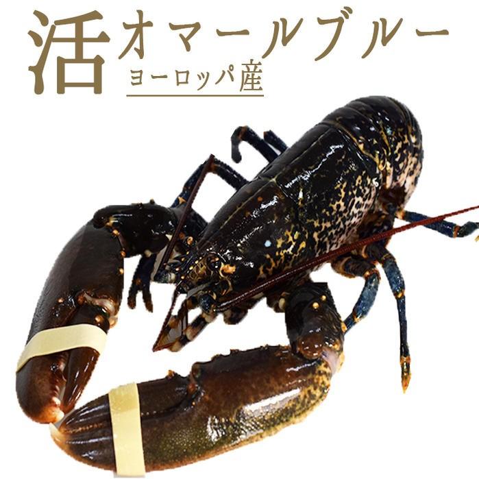 【送料無料】活　オマールブルー（オマール海老）　フレッシュ＜ヨーロッパ産＞【1尾＝450g-550g】【冷蔵品】■単品発送品・翌日着のみ対応■【加熱用】 : 東京468食材 - 通販 - Yahoo!ショッピング