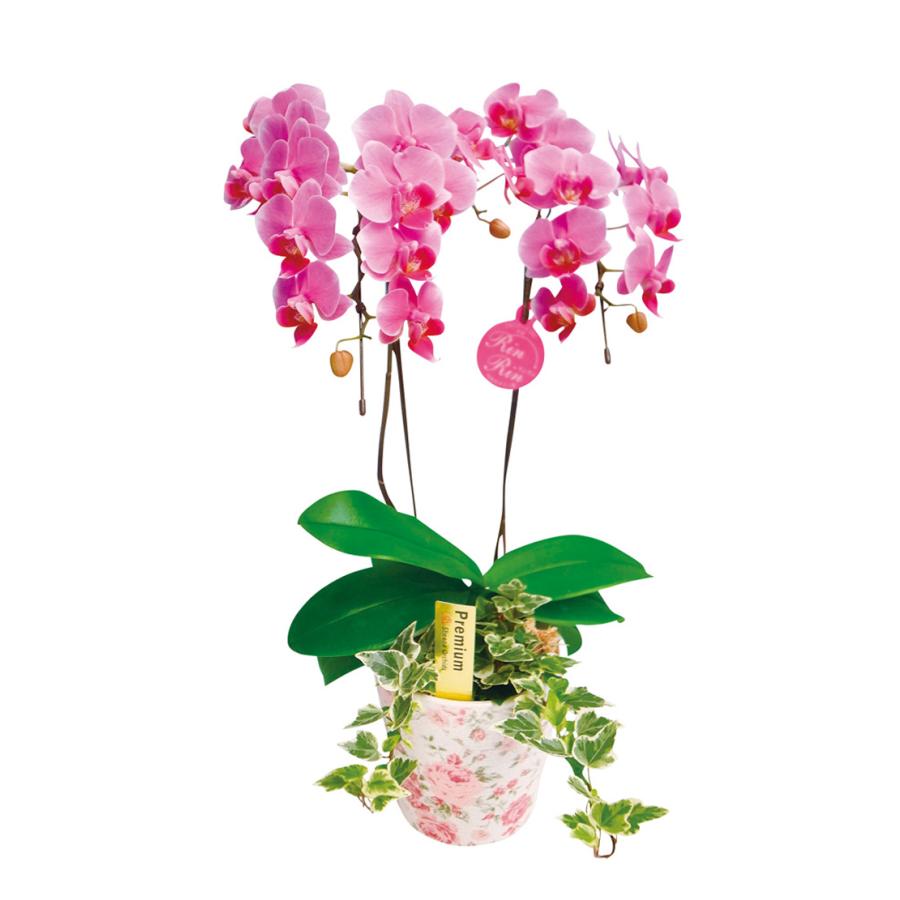 配送料込 H021 ケイトウ ケーキデコレーション Lonasipiranga Com Br