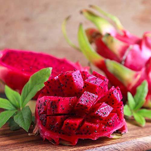 ドラゴンフルーツ 赤肉 果樹苗 10 5cmポット 1個 サボテンの仲間 丈夫で育成が簡単 花は月下美人に似ており 一晩限り咲く豪華な花は美しく 南米 S 通販ショップ トマト ヤフー店 通販 Yahoo ショッピング