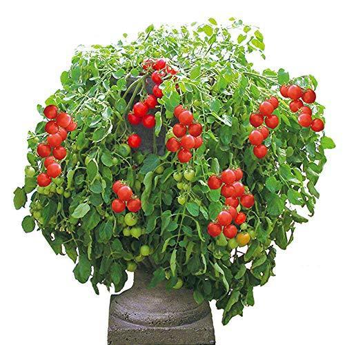 ミニトマト苗 トマト大王 トレーディング しだれる タイプ 支柱いらずで楽々多収穫 Newタイプミニトマト 野菜苗 9cmポット自根苗 2個セット Hjarvkodqy 食品 Editorialdismes Com