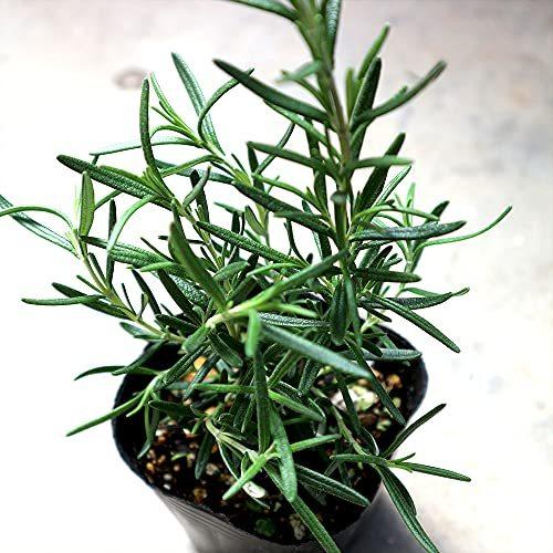 ハーブ苗 ローズマリー マリンブルー 品種で選べるハーブ苗 9cmポット 3個セット 即出荷 自社農場から新鮮苗直送 S 通販ショップ トマト ヤフー店 通販 Yahoo ショッピング