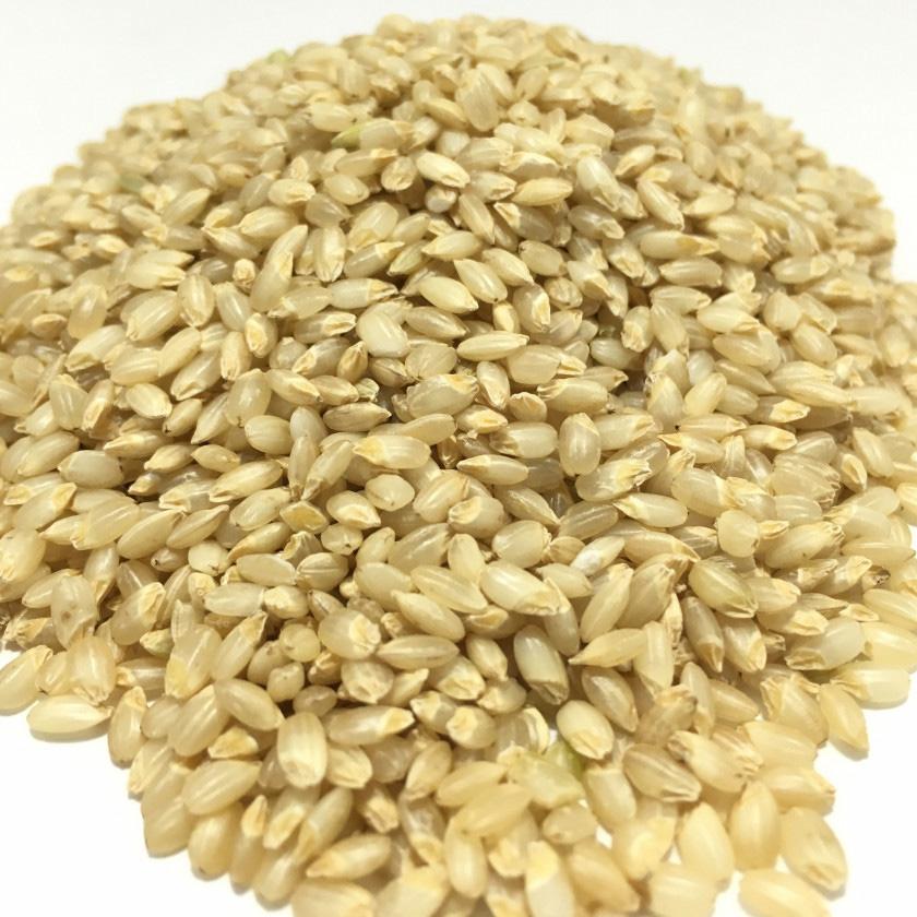 令和7年産 金のいぶき10kg (2.5kg×4)玄米 宮城 登米 特別栽培米 農薬