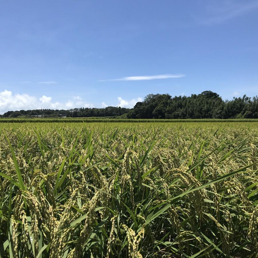 コシヒカリ 令和6年産 コシヒカリ 10kg 愛知県産 白米 無洗米 コシヒカリ 令和6年産 コシヒカリ 10kg 愛知県産 白米 無洗米