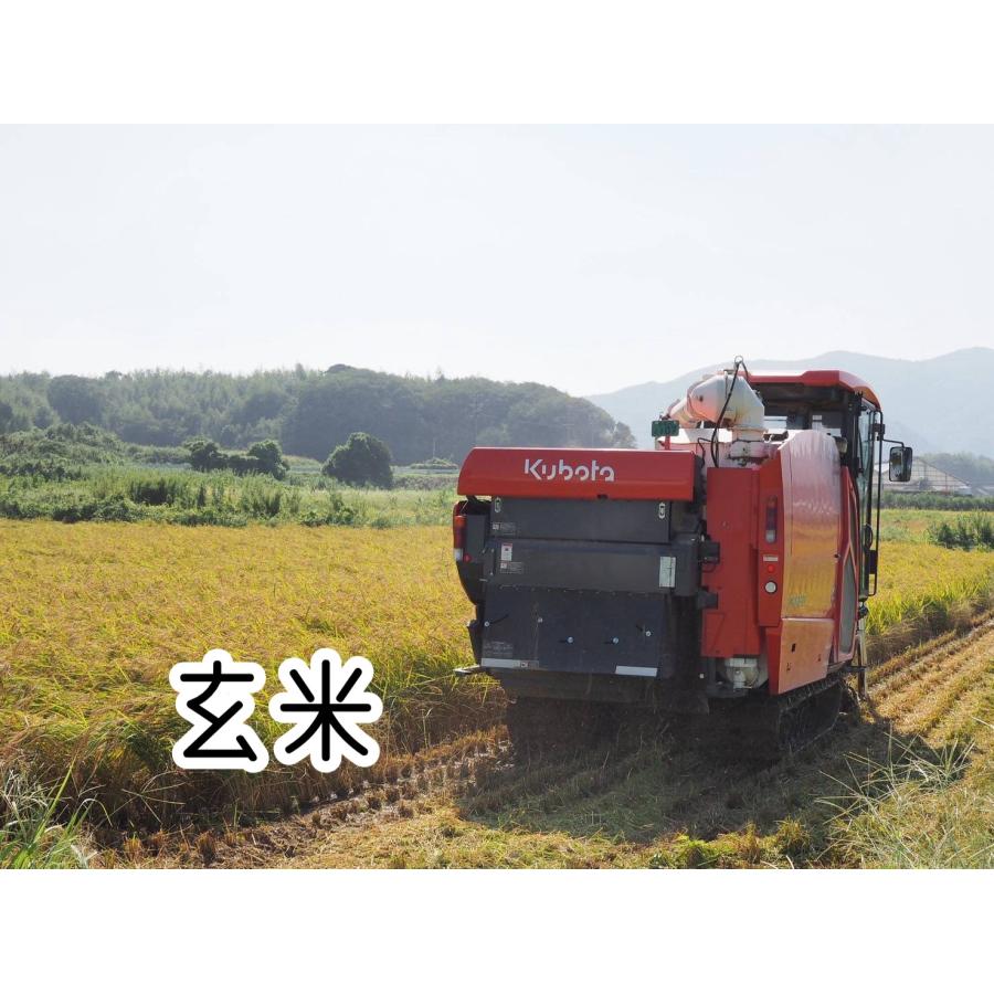 コシヒカリ 令和7年産 10kg 玄米 愛知県産 生産農家直送 : 冨田ライス