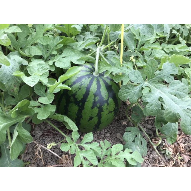 北海道三笠産、9月〜10月、収獲次第発送、温室すいか2~3玉入り8キロ