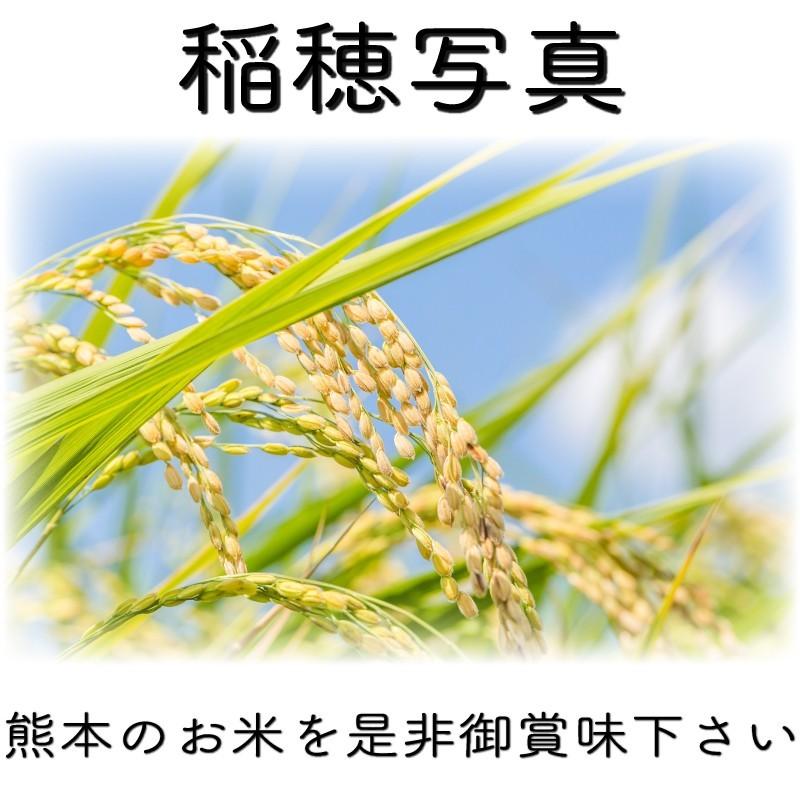 熊本県産ヒノヒカリ　白米10キロ　令和６年度　農家直送 お米 米 10kg 白米 送料無料 熊本県 菊池産 ひのひかり 令和6