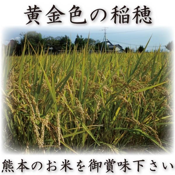お米 米 10kg 白米 送料無料 最短 無洗米 熊本県産 森のくまさん 令和7年産 5kg2個 くまもとのお米 富田商店 とみた商店_2