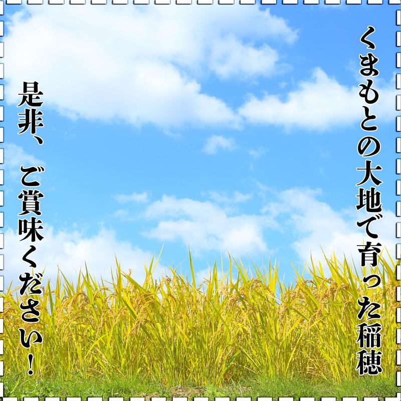 お米 米 5kg 白米 送料無料 最短 熊本県産 くまさんの輝き 令和7年産 5kg1個 くまモン くまもとのお米 富田商店 とみた商店 |  | 04