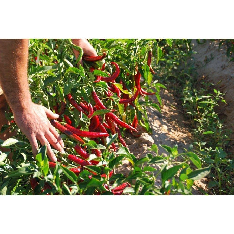 El Angel スペインスモーク ホットパプリカ 75g スペイン産 パプリカパウダー パプリカ粉 スパイス 唐辛子粉 Paprika 004 Tomochan Shop 通販 Yahoo ショッピング