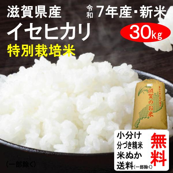 七分付き お米10kg