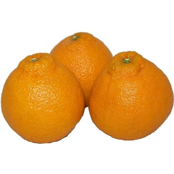 おがわ農園 みかん おまかせセット 5kg 1〜3品種入り : お酒・お米