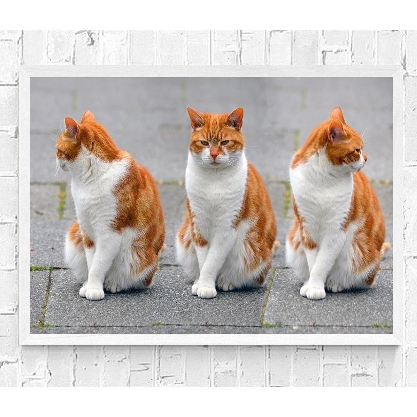 フレーム付-白-】インテリアポスター 猫 ネコ 可愛いニャンコ A2サイズ