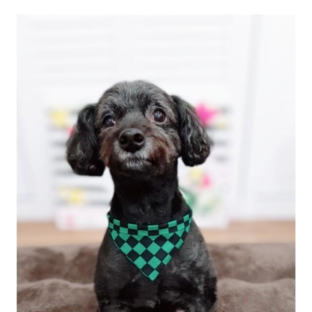 犬 猫 スライド調整 鬼 和柄 麻の葉模様 市松模様 犬 猫 バンダナ 調節可能 その他お手入れ トリミング用品